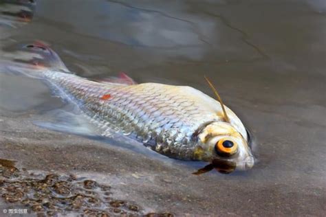 魚缸的魚一直死|魚缸魚死亡潮？破解謎